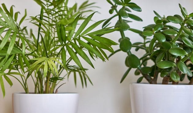Cinq petits arbres en pot pour verdir votre intérieur