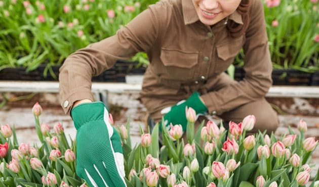 Quand et comment planter des bulbes de tulipes