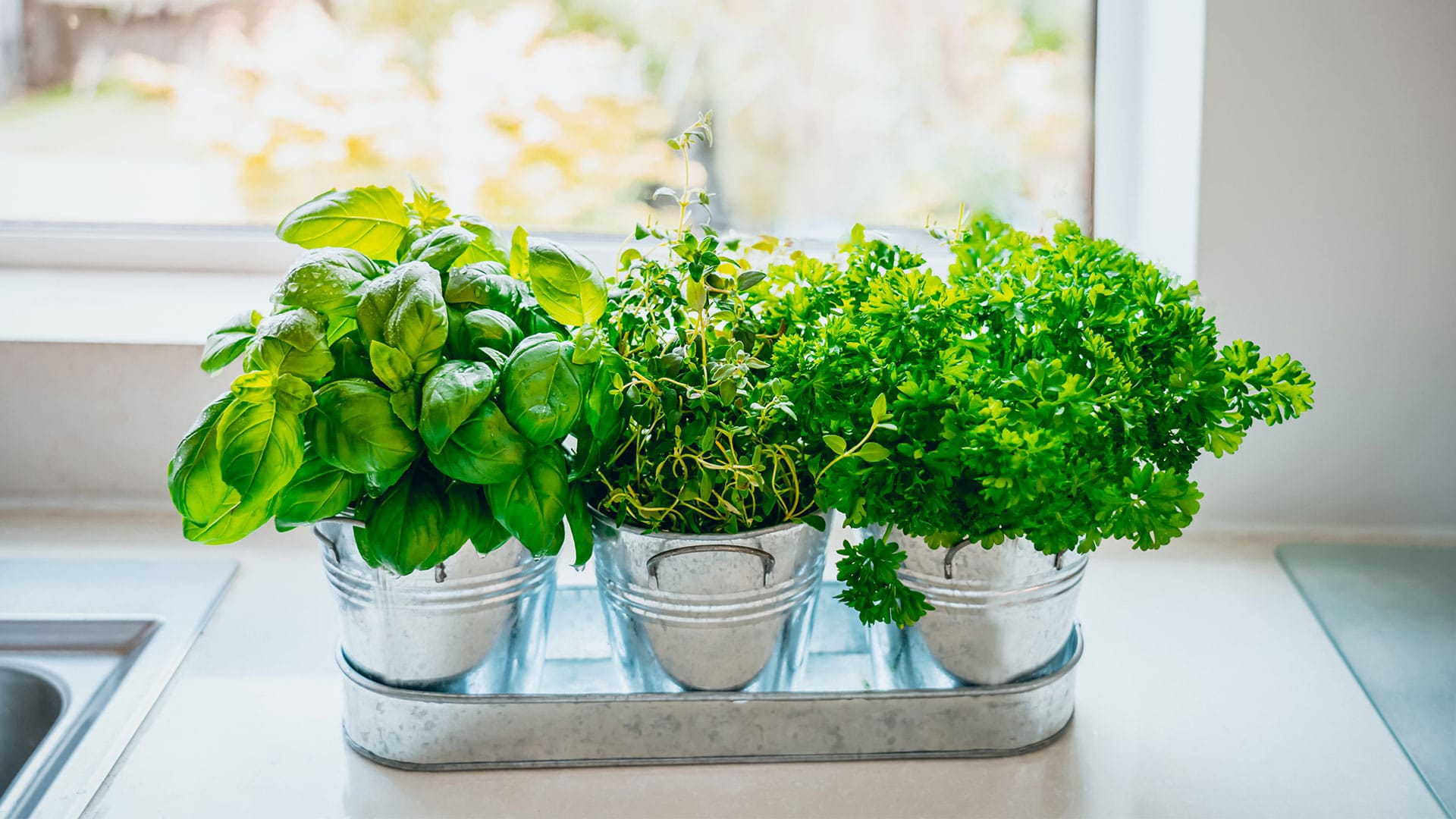 Comment faire pousser des légumes en intérieur l'hiver ? – Blog BUT