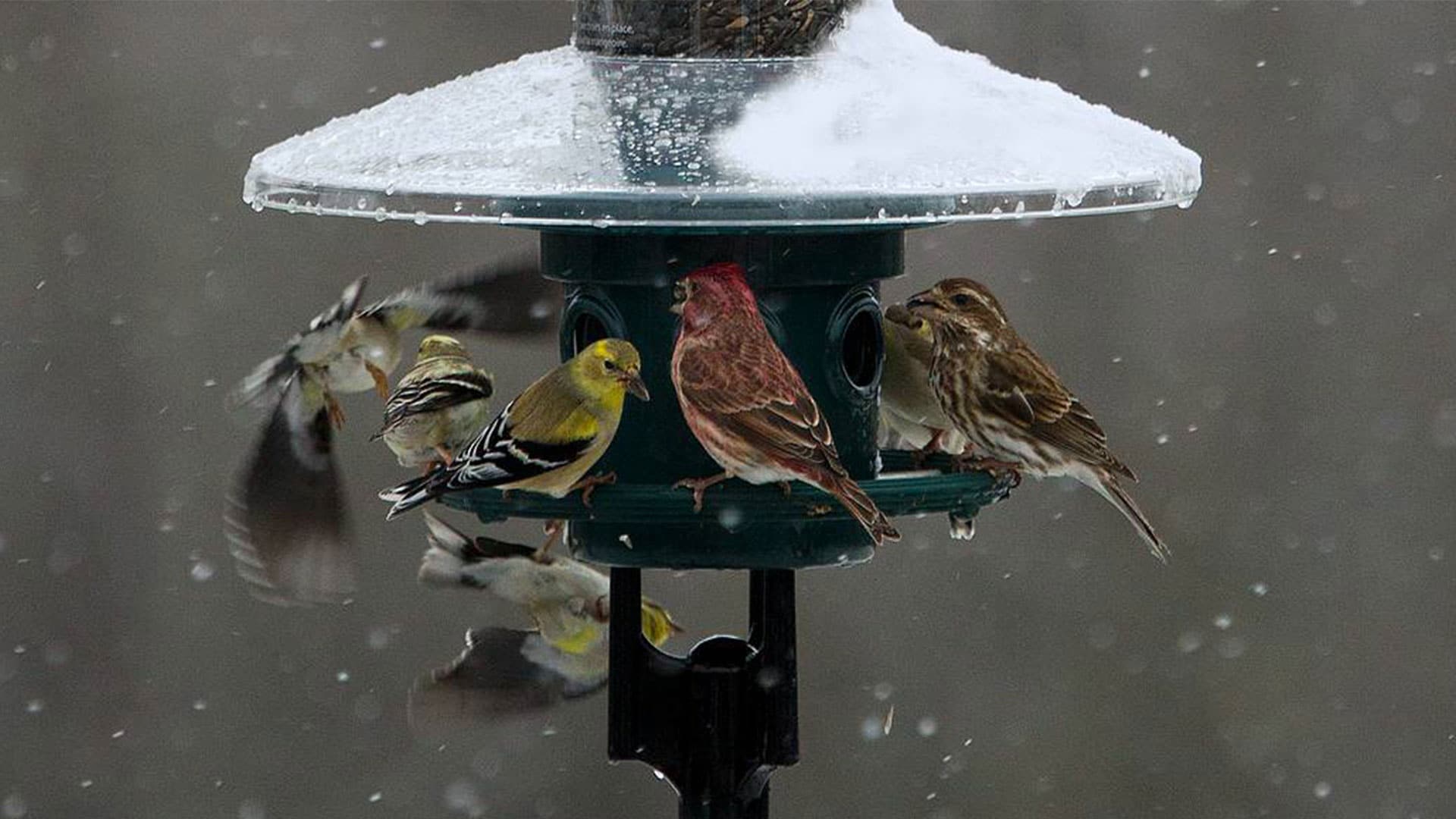 Mangeoire pour nourrir les oiseaux en hiver