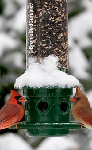 Rendre sa cour accueillante pour nourrir les oiseaux en hiver