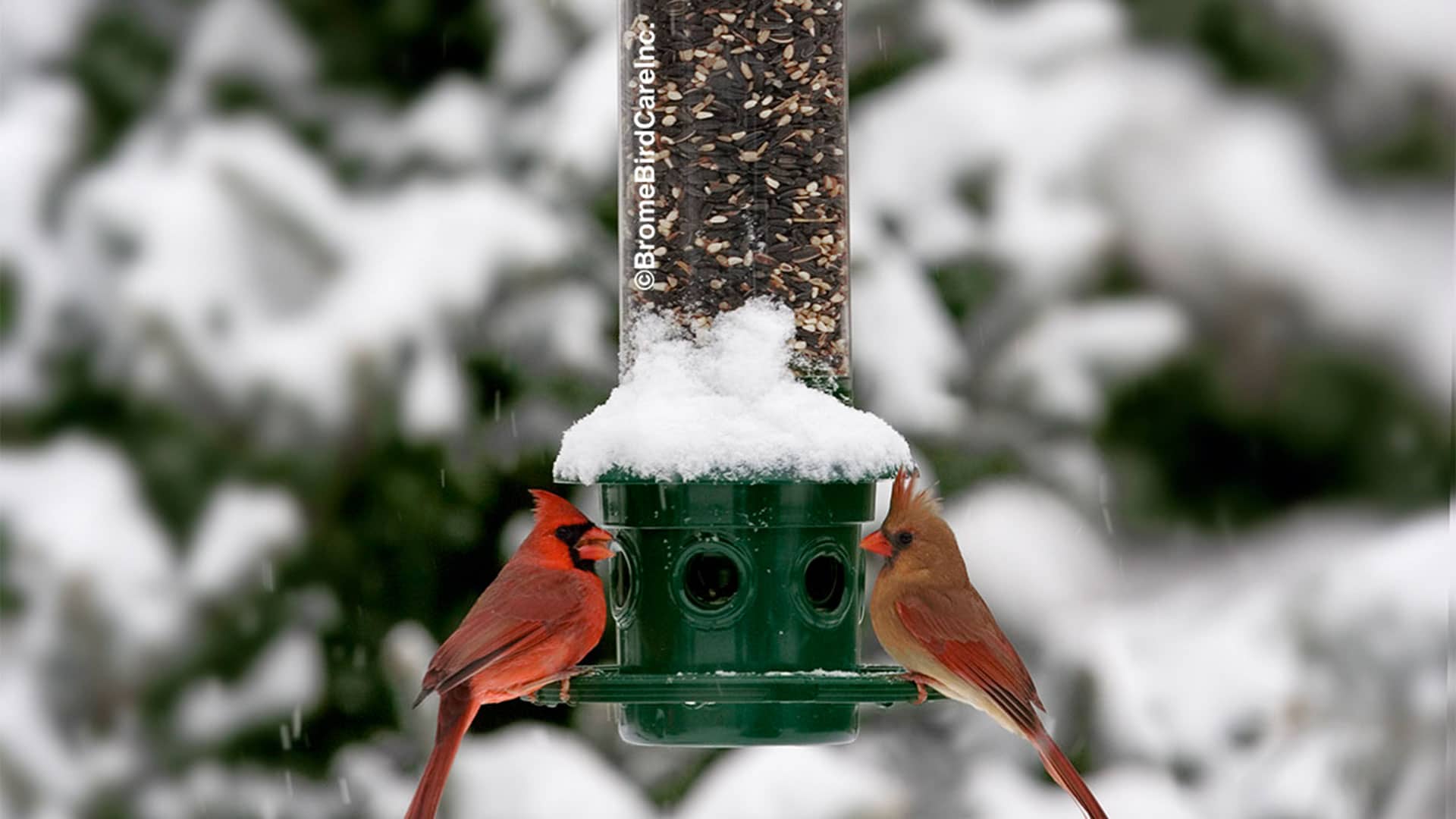 Rendre sa cour accueillante pour nourrir les oiseaux en hiver - Du jardin  dans ma vie