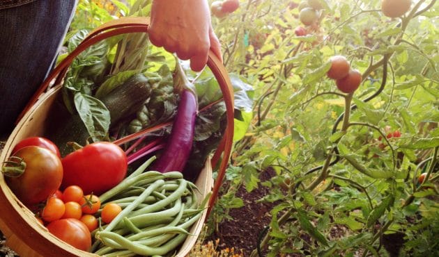 Guide des légumes à ressemer l’été