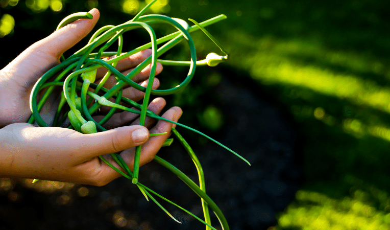 Quand Récolter La Fleur D Ail Au Québec Du Jardin Dans Ma Vie Quand Récolter La Fleur D Ail Au Québec Du Jardin Dans Ma Vie