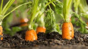 Comment réussir la culture des carottes