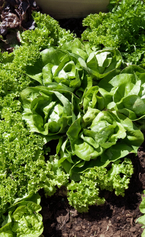 Trucs pour récolter de la salade du jardin tout l’été