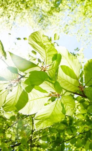Érable, tilleul, bouleau… tout savoir sur les vertus de leurs feuilles