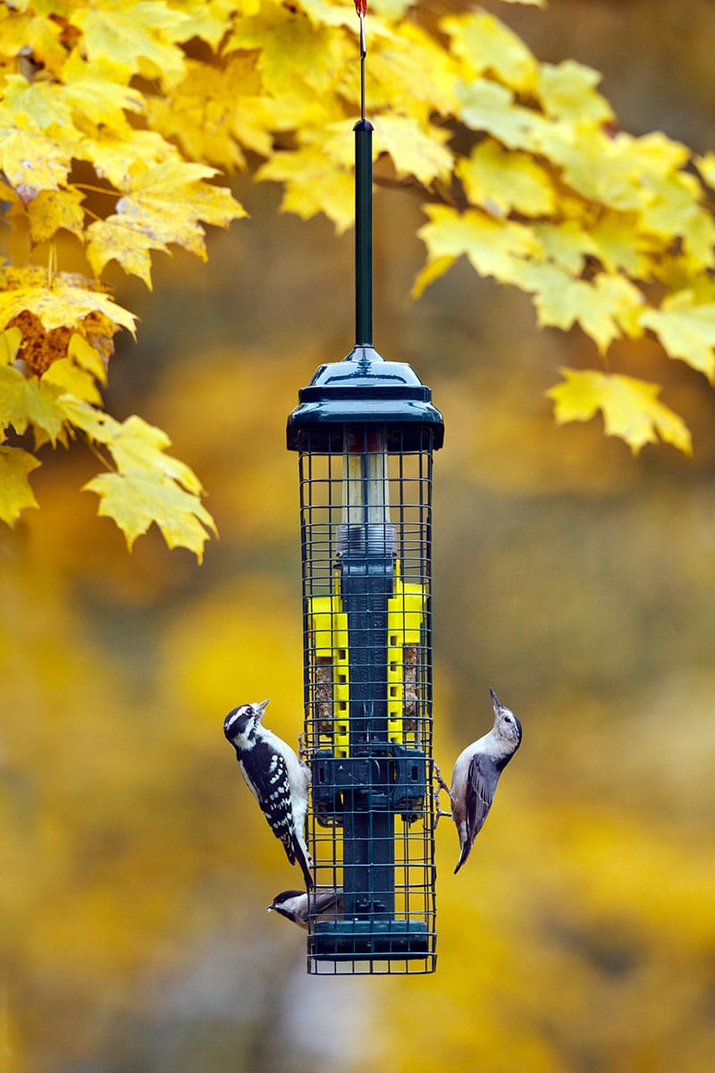 Mangeoire pour oiseaux l'automne