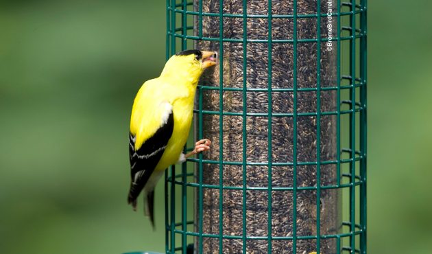 Comment remplir vos mangeoires pour nourrir les oiseaux