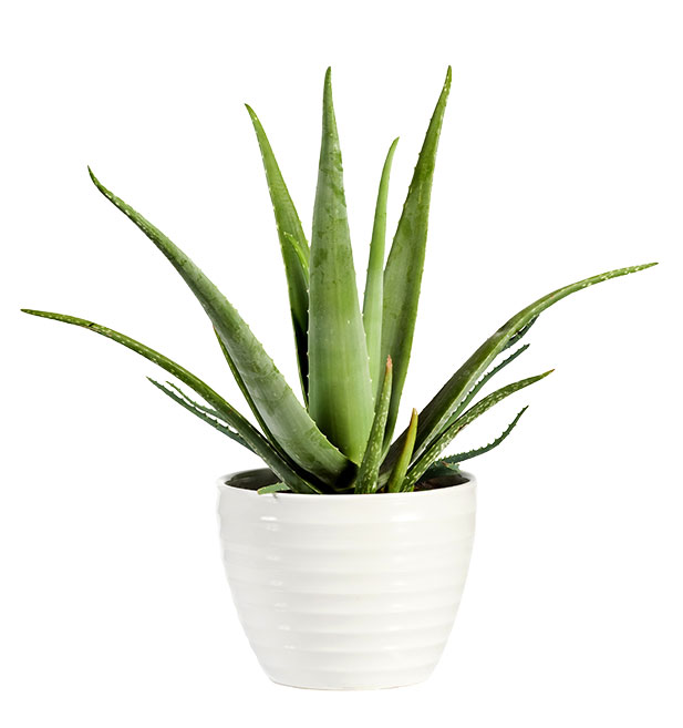 plante d’aloès médicinal dans un pot blanc, sur fond blanc. Une plante idéale pour les étudiants.