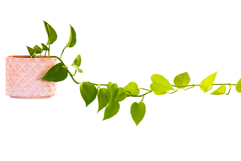 plante pothos dans un pot rose, sur fond blanc. Une plante idéale pour les étudiants.