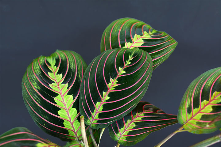 Plante prieuse, une espèce de plantes vertes colorée, sur fond gris.