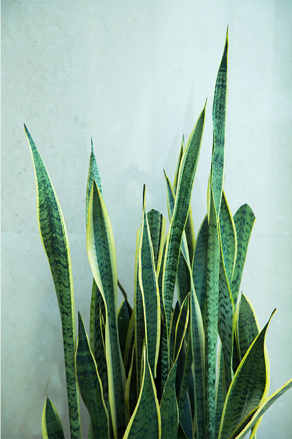 Un plant de sansevière, une plante verte photogénique, sur fond bleu.