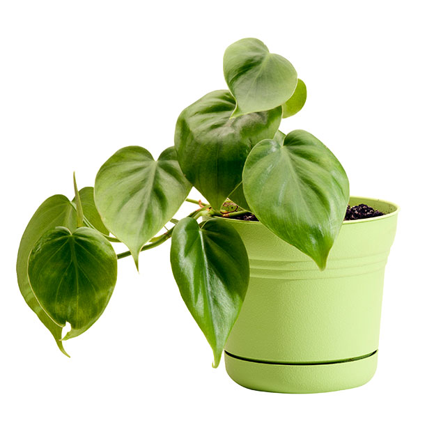 plante philodendron dans un pot vert, sur fond blanc. Une plante idéale pour les étudiants.
