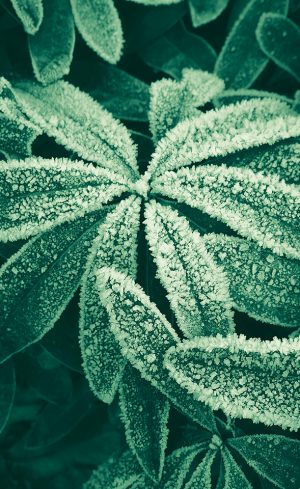 Comment protéger ses plantes pour l’hiver?