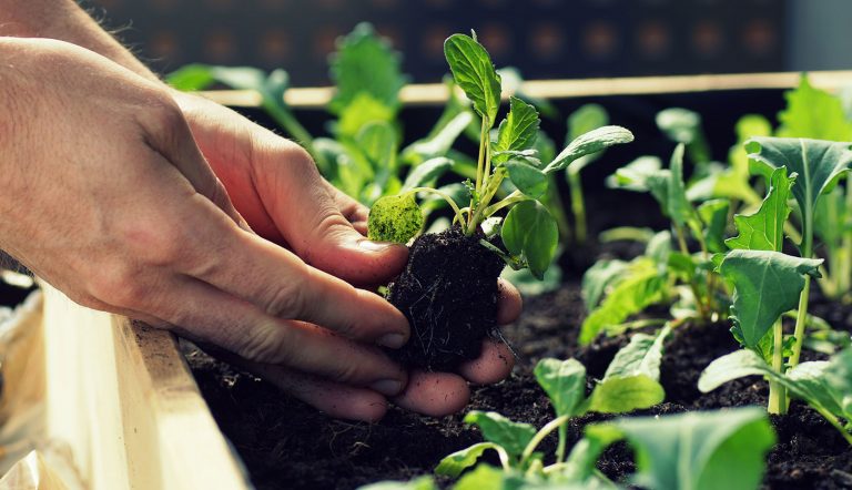 Astuces pour faire pousser vos fines herbes à la maison - Du jardin