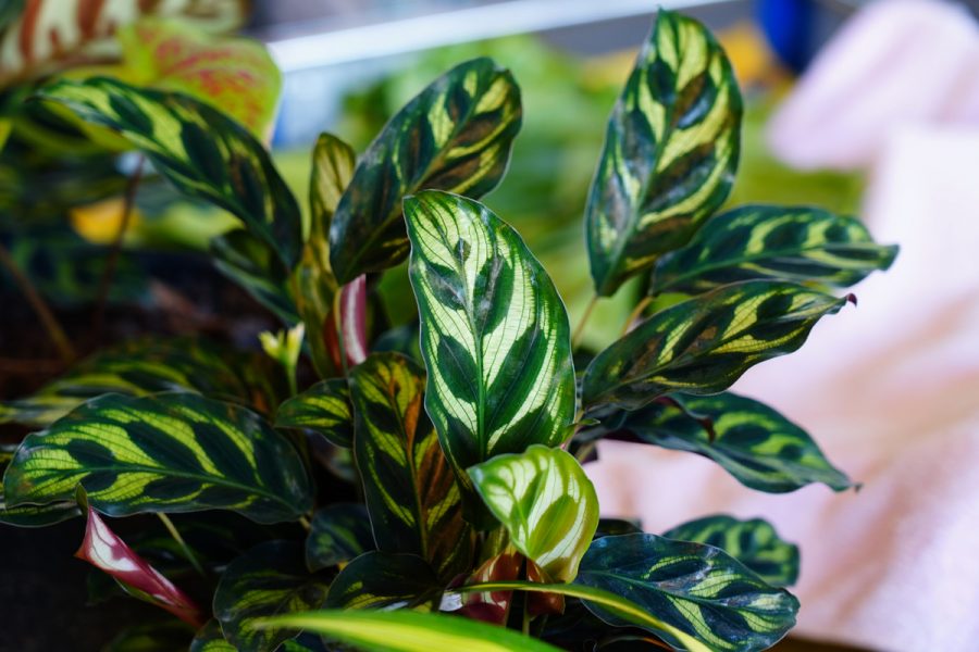 Relation amour-haine avec le calathea, une cette plante qui attire les collectionneurs, mais qui n’est pas des plus faciles.