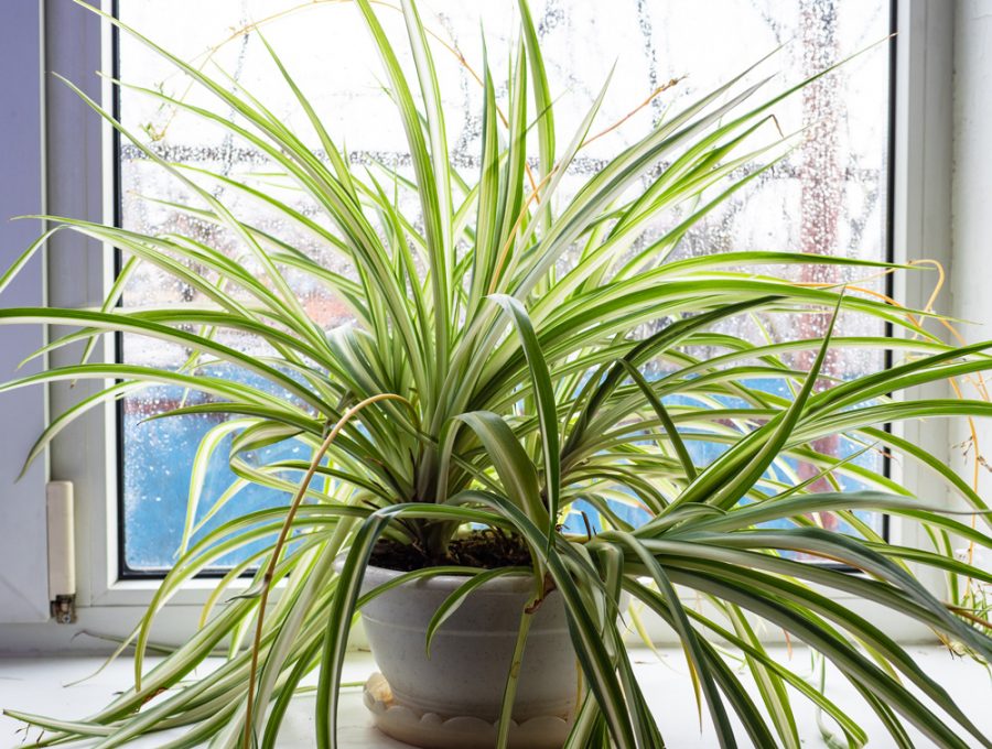Aussi appelé ‘plante araignée’, le Chlorophytum est souvent l’une des premières plantes acquises par un débutant.