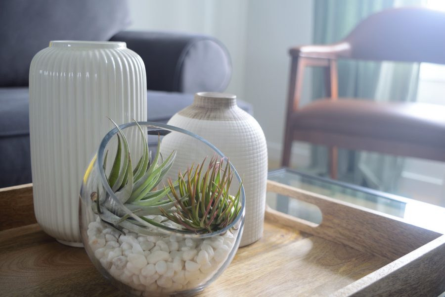 Faciles à utiliser pour tout plein de projets décoratifs, les tillandsias sont des plantes épiphytes, donc qui poussent sans sol.