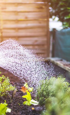 Comment économiser l’eau potable au jardin