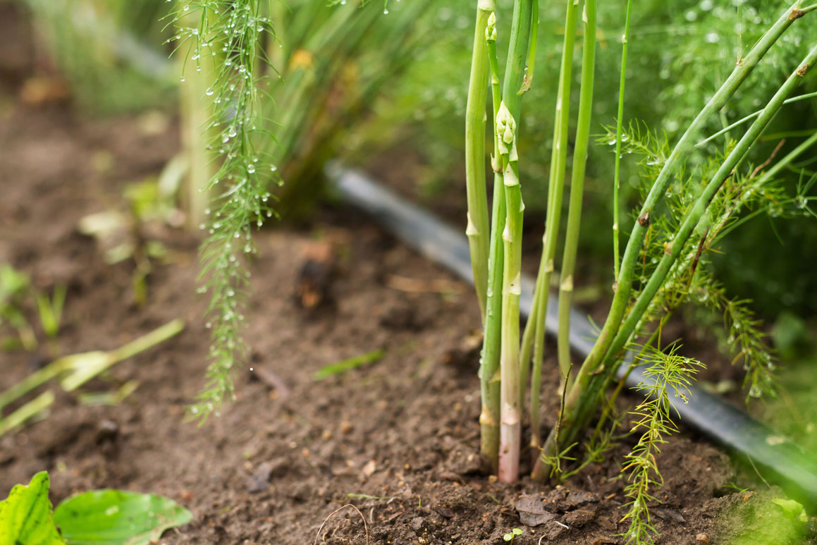 Comment planter des asperges au Québec