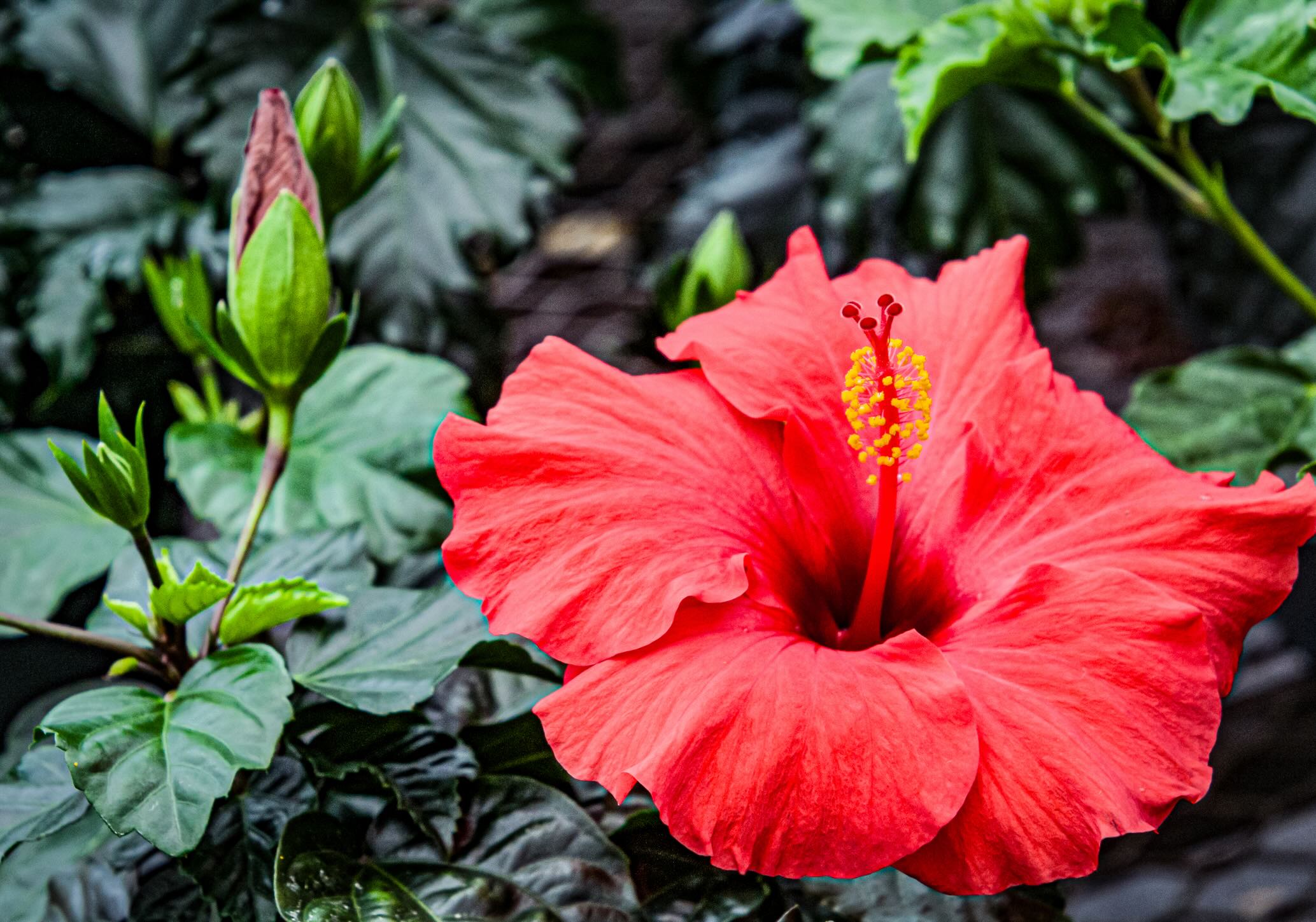 Fleur d’hibiscus rouge avec bourgeon