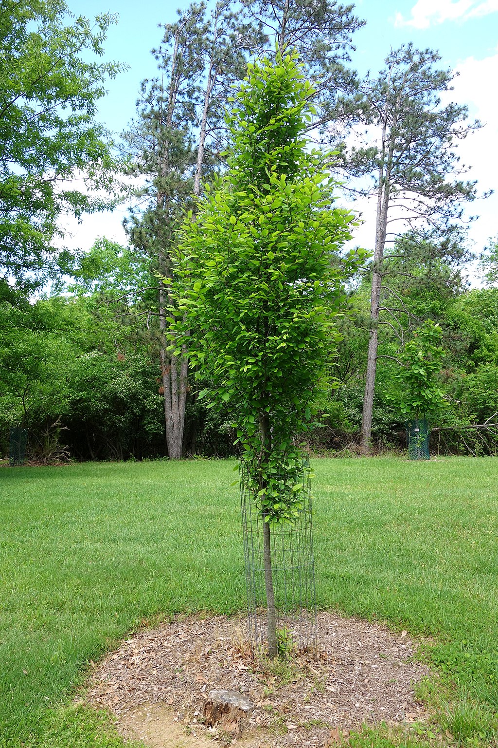Ostryer de Virginie un arbre à planter devant la maison