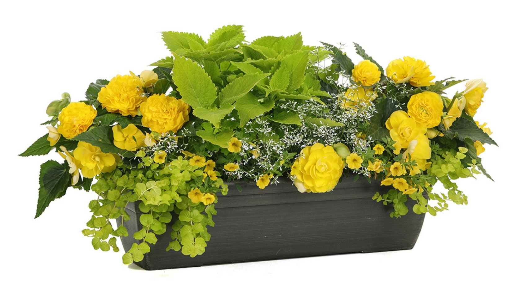 Photo d'un pot de fleurs jaunes et vert lime