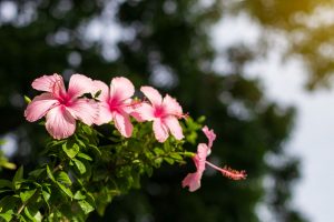 hibiscus arbustif parfait comme plante d'intérieur