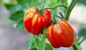 tomates plus sucrées sur leur plant