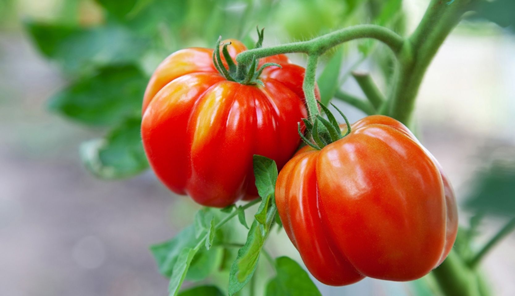 deux tomates rouges sur leur plant