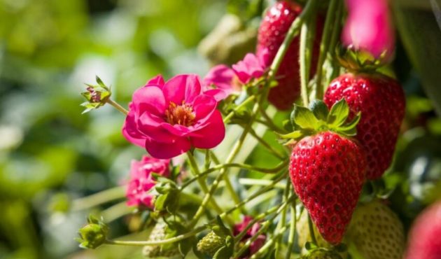 nouvelles plantes de l'année 2022 avec fraisier et fraises rouges délicieurses sur plant