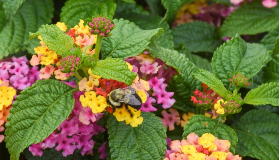Exceptionnelle 2022 parmi les nouveautés horticoles avec une abeille qui butine de petites fleurs jaunes et mauves