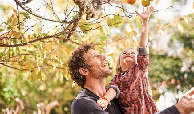 fillette dans les bras de son papa qui cueille des fruits sur des arbres fruitiers faciles d'entretien