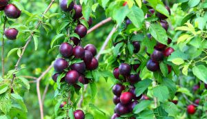 prunes-cerises mmûres sur une branche dans arbres fruitiers faciles d'entretien