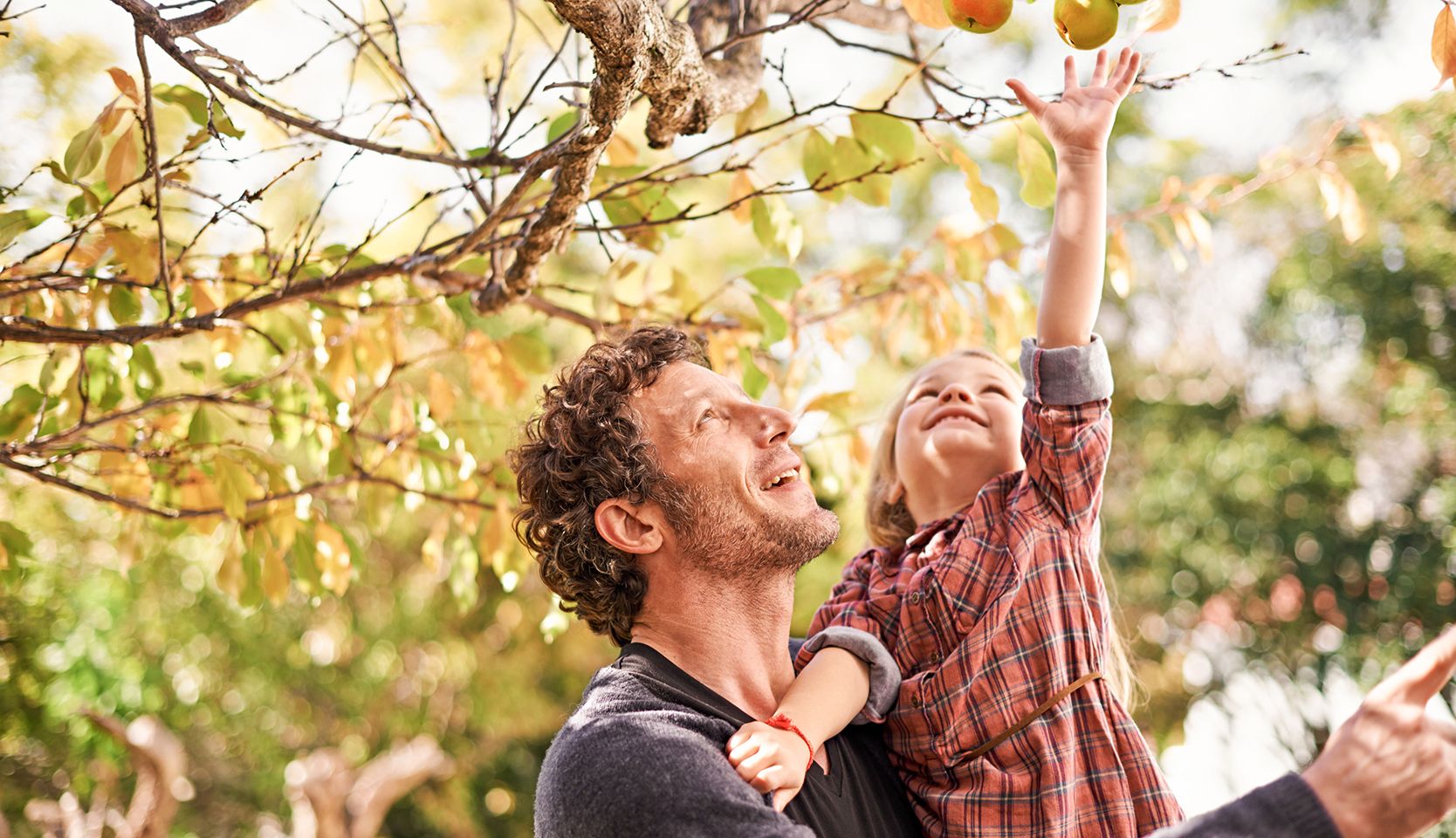 fillette dans les bras de son papa qui cueille des fruits sur des arbres fruitiers faciles d'entretien