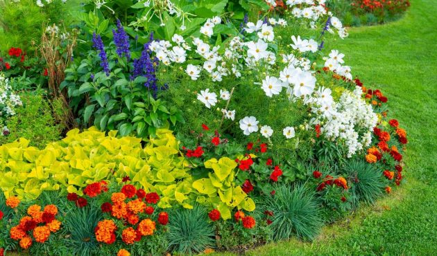 arrangement floral exterieur avec plate-bande de fleurs blanches, rouges, bleues et orange