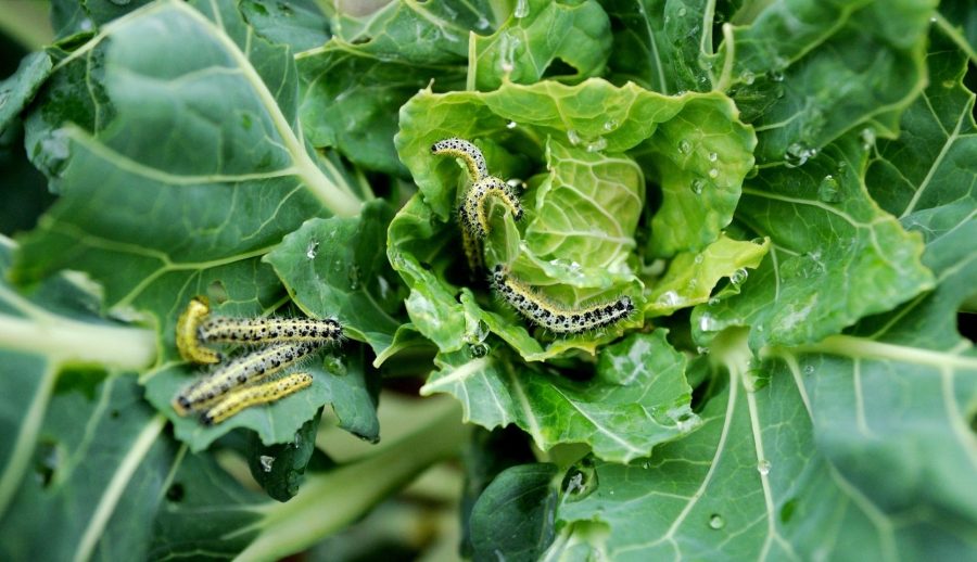 Bibitte à patate, perceoreille et coccinelle asiatique comment les contrôler au jardin? Du Bibitte à patate, perceoreille et coccinelle asiatique comment les contrôler au jardin? Du