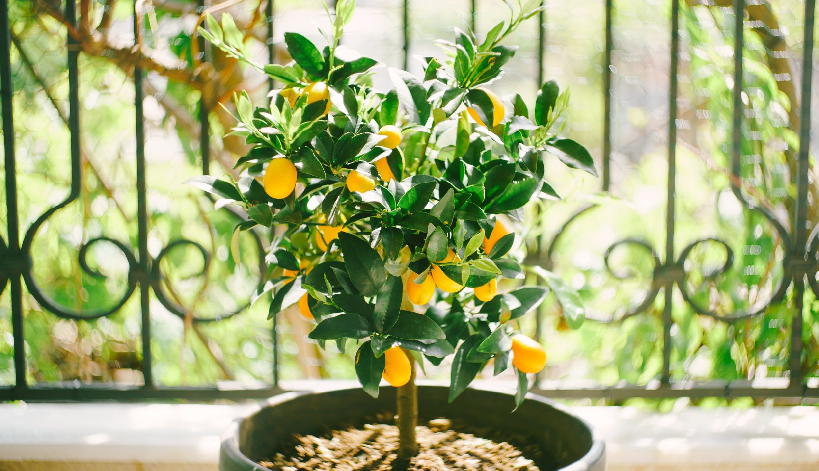 citronnier en pot sur terrasse dans cultiver des arbres en pot