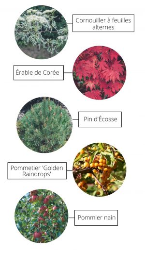 Pommier nain, pommetier Golden Raindrops, Érable de corée, pin d'Écosse pour cultiver des arbres en pot