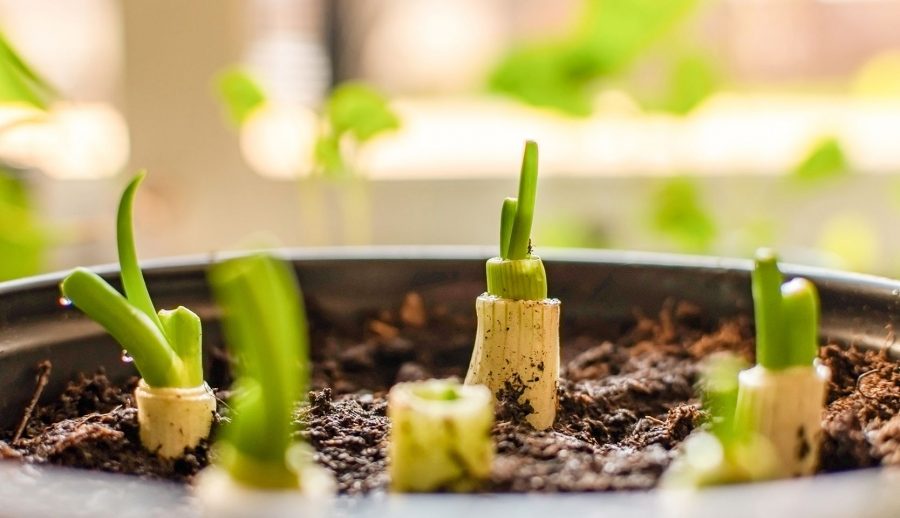 Astuces pour faire pousser vos fines herbes à la maison - Du jardin
