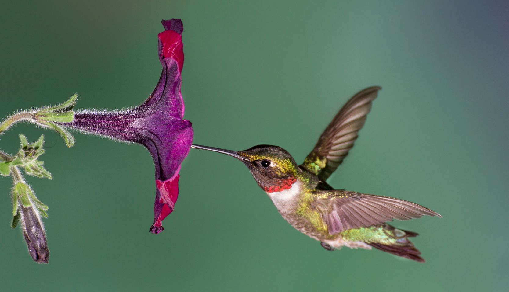 Fleur pour attirer les colibris avec colibri butinant une fleur mauve