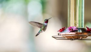 mangeoire à colibris pour attirer les colibris au jardin