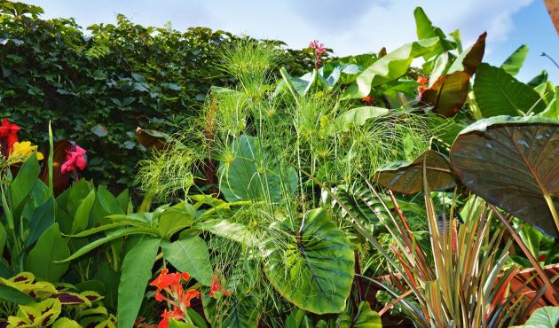 jardin tropical avec plantes tropicales dans une cour au Québec