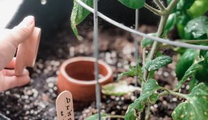 Oya pour irriguer plantes dans un jardin éco-repsonsable