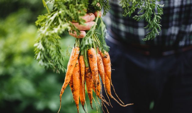 Mouche de la carotte : comment protéger vos carottes de manière naturelle