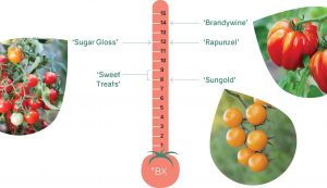 échelle de saveur des tomates plus sucrées, tomates sungold, sugargloss, rapunzel et brandywine