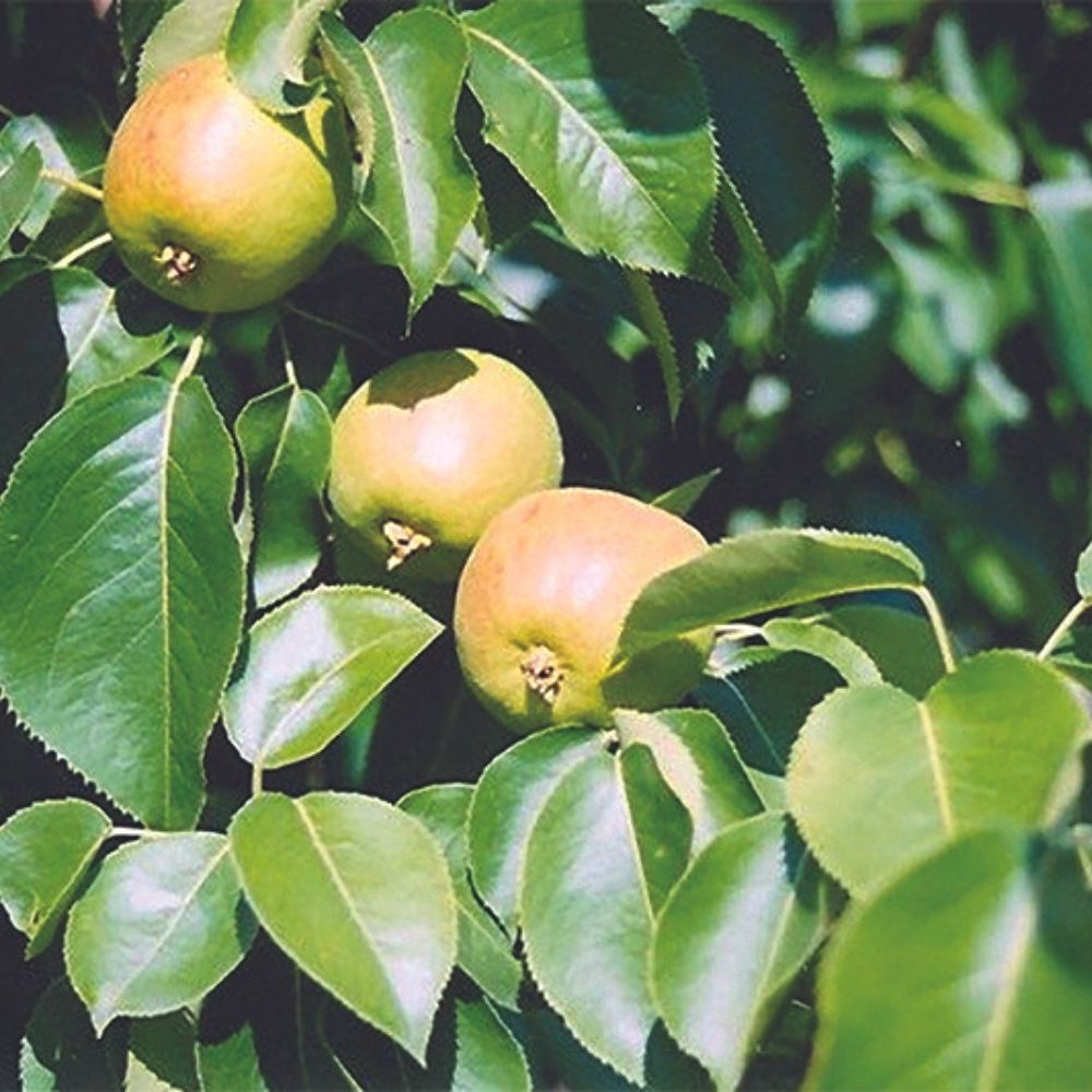 poirier avec fruits dans arbres fruitiers faciles d'entretien