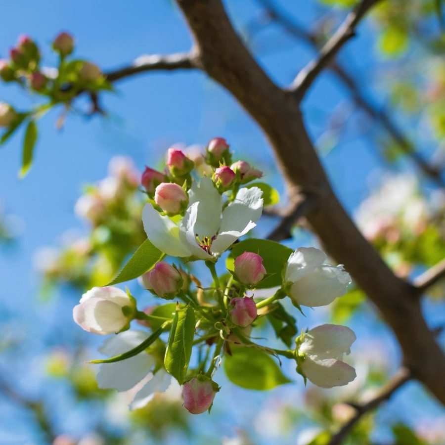 pommier en fleurs dans arbres fruitiers faciles d'entretien