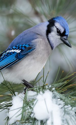 Nos meilleures astuces pour attirer les oiseaux en hiver